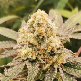 Nasiona marihuany automatyczne Fastberry Auto - odmiana konopi