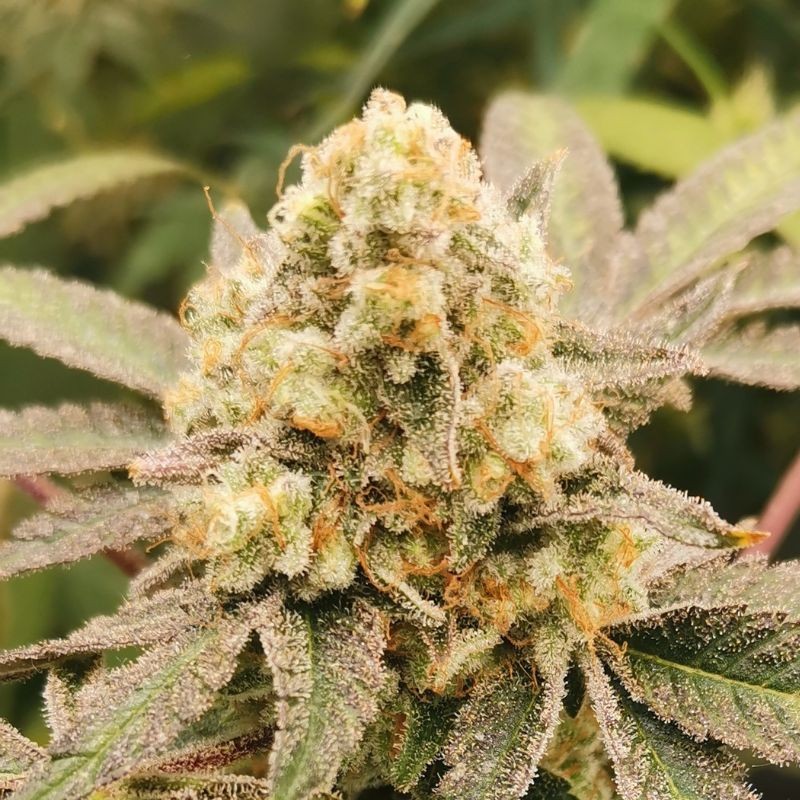 Nasiona marihuany automatyczne Fastberry Auto - odmiana konopi