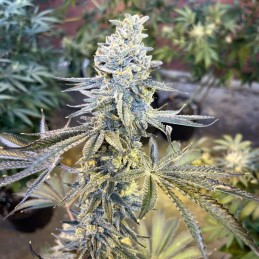 Nasiona marihuany automatyczne Cream Cookies Auto - odmiana konopi