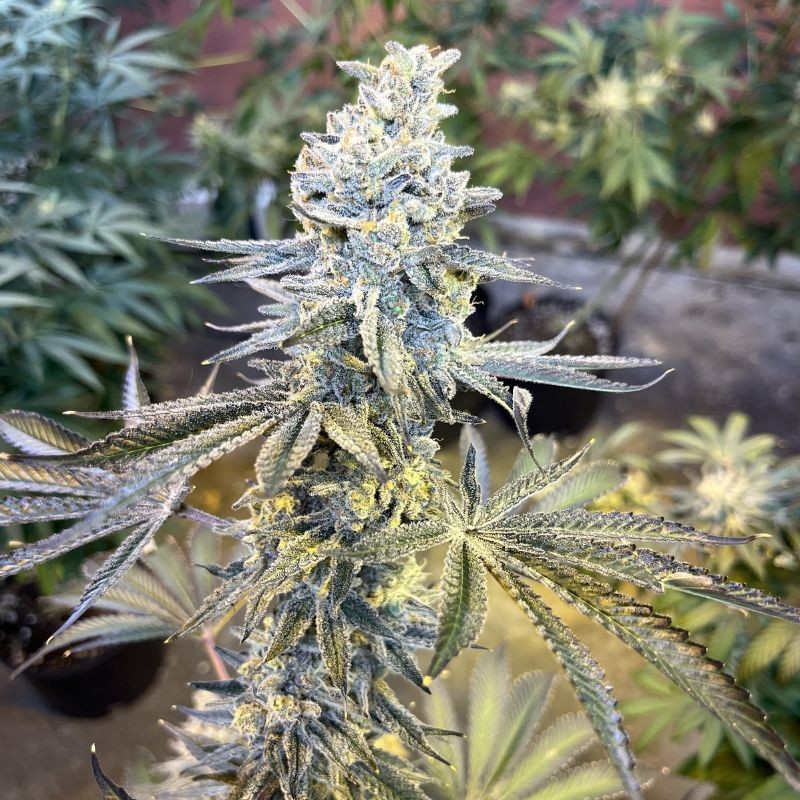 Nasiona marihuany automatyczne Cream Cookies Auto - odmiana konopi