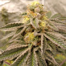 Medyczne nasiona marihuany CBD Auto 1:1 (CBD Crack) - odmiana konopi