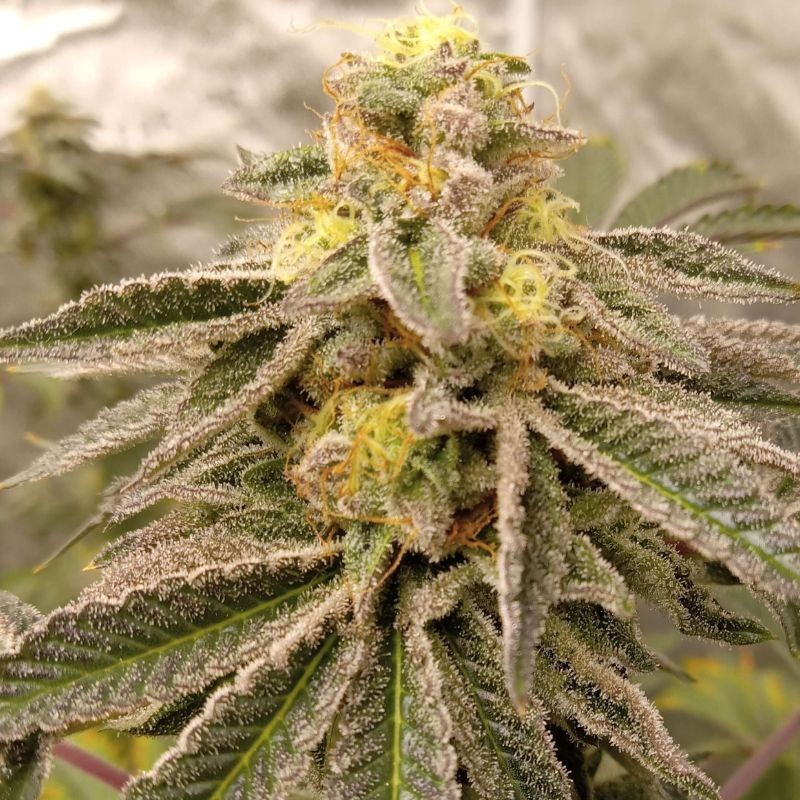 Medyczne nasiona marihuany CBD Auto 1:1 (CBD Crack) - odmiana konopi