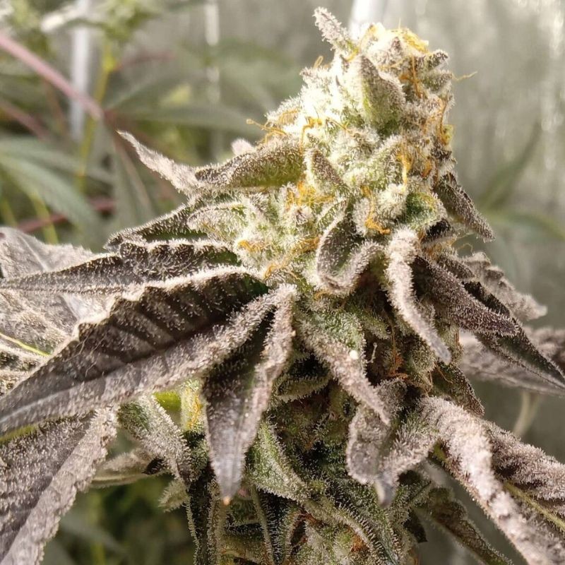 Nasiona marihuany 22 Strain - odmiana konopi