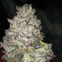 Nasiona marihuany Black Kush - odmiana konopi