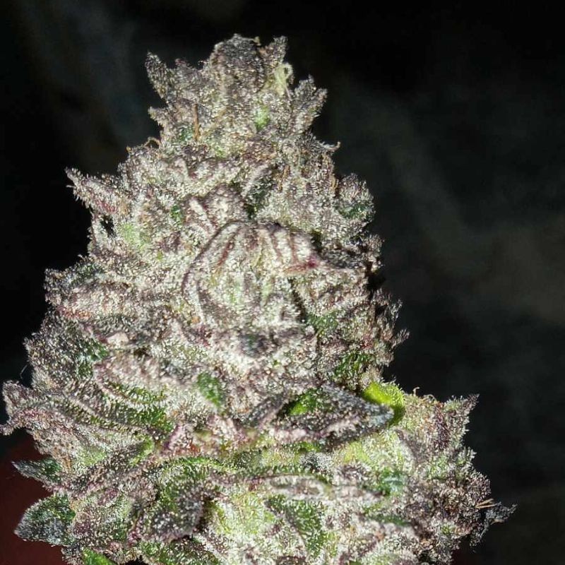 Nasiona marihuany Black Kush - odmiana konopi