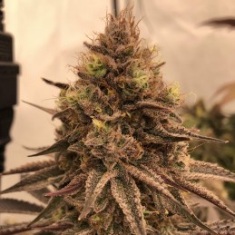 Nasiona marihuany Black Water - odmiana konopi