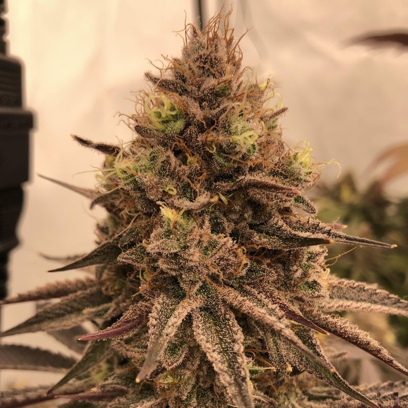 Nasiona marihuany Black Water - odmiana konopi