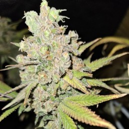 Nasiona marihuany Blue Dream Haze - odmiana konopi