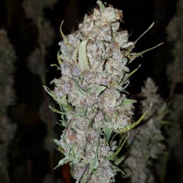 Nasiona marihuany Boss Hogg - odmiana konopi