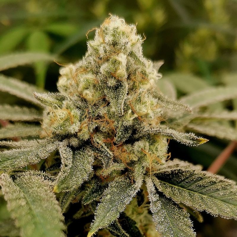 Nasiona marihuany Buddha Tahoe OG - odmiana konopi