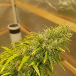 Nasiona marihuany Grape OG - odmiana konopi