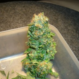 Medyczne nasiona marihuany CBD OG - odmiana konopi