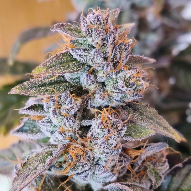 Nasiona marihuany Chem 4 OG - odmiana konopi