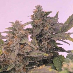 Nasiona marihuany Purple Chem - opis odmiany konopi