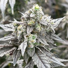 Nasiona marihuany Chem Valley Kush - odmiana konopi