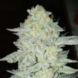 Nasiona marihuany Deadhead OG - odmiana konopi