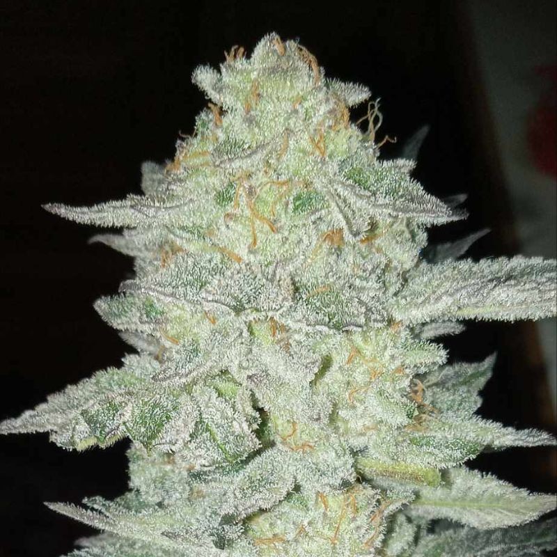 Nasiona marihuany Deadhead OG - odmiana konopi