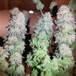 Nasiona marihuany Jupiter OG Kush - opis odmiany konopi