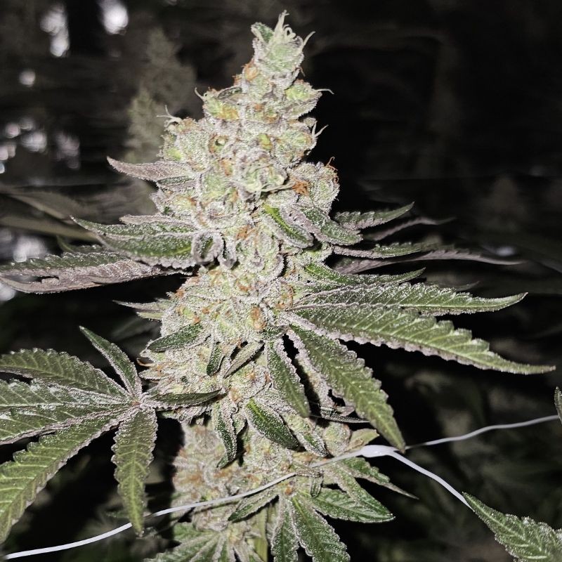 Nasiona marihuany LA Cookies - opis odmiany konopi