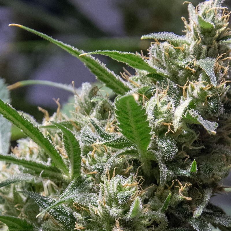 Nasiona marihuany Louis XIII OG - opis odmiany konopi