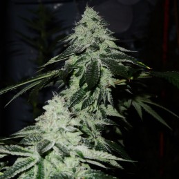 Nasiona marihuany OGiesel - opis odmiany konopi