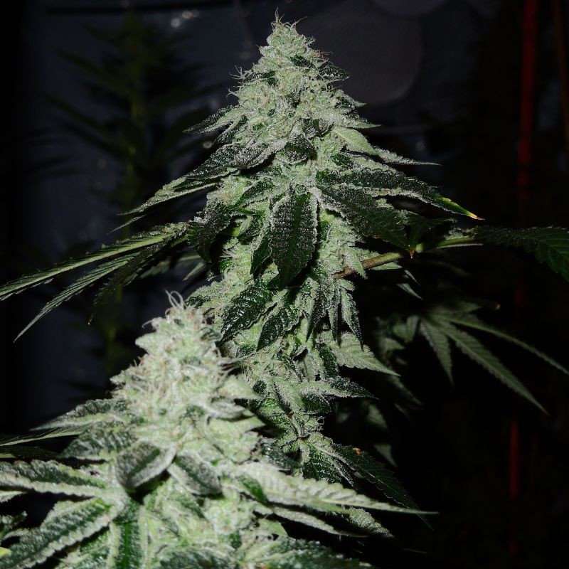 Nasiona marihuany OGiesel - opis odmiany konopi