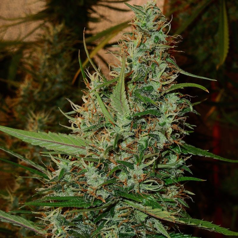 Nasiona marihuany Pre-98 Bubba BX2 - opis odmiany konopi