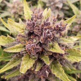 Nasiona marihuany Purple Diesel - opis odmiany konopi