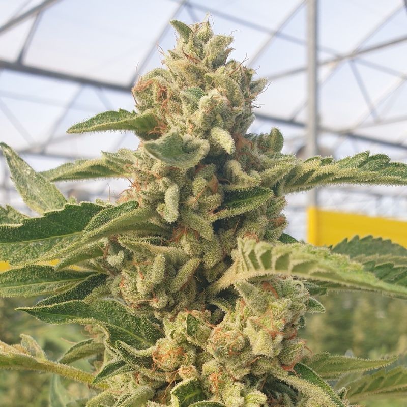 Nasiona marihuany Grape Kush - odmiana konopi