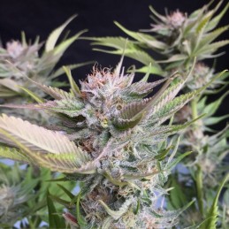 Nasiona marihuany SFV OG Kus - opis odmiany konopi