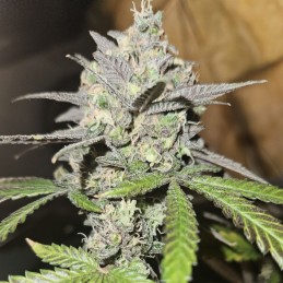 Nasiona marihuany Alien OG - odmiana konopi