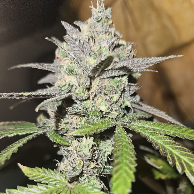 Nasiona marihuany Alien OG - odmiana konopi