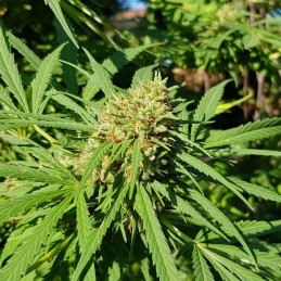 Nasiona marihuany Strawberry OG - opis odmiany konopi