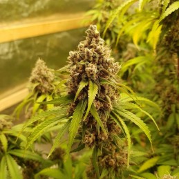 Nasiona marihuany Tahoe OG Kush - opis odmiany konopi