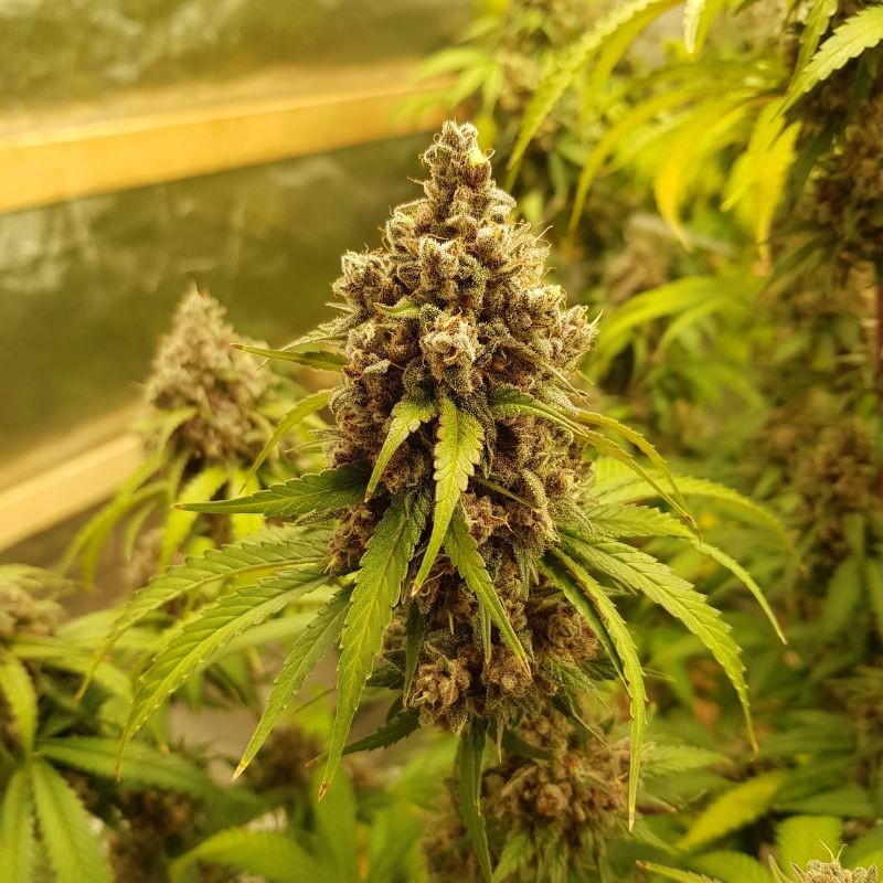 Nasiona marihuany Tahoe OG Kush - opis odmiany konopi