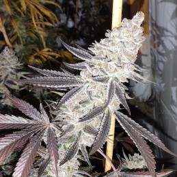 Nasiona marihuany automatyczne Deadhead OG Auto - odmiana konopi