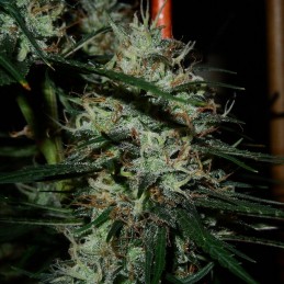 Nasiona marihuany automatyczne Boss Hogg Auto - odmiana konopi