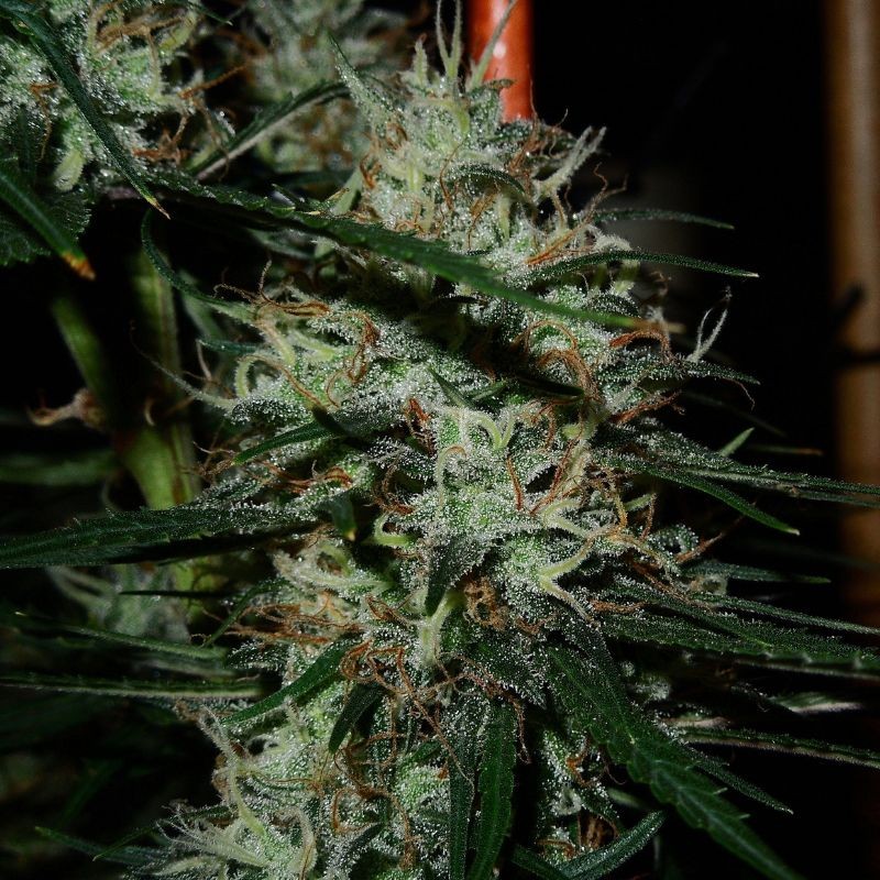 Nasiona marihuany automatyczne Boss Hogg Auto - odmiana konopi