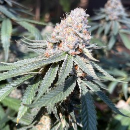 Nasiona marihuany Lemon Tart - opis odmiany konopi