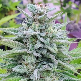 Nasiona marihuany Original Sour Diesel - opis odmiany konopi