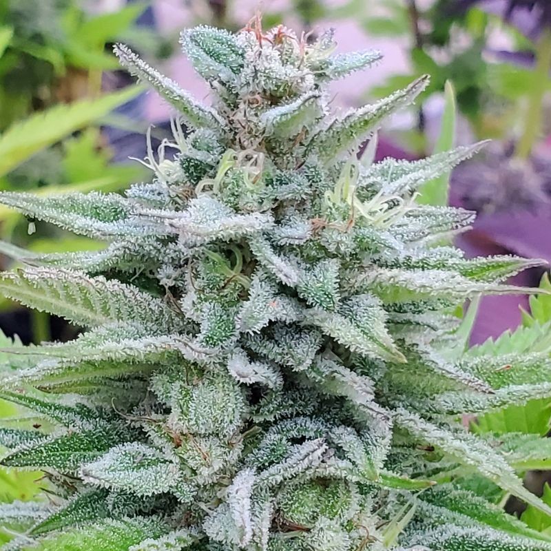 Nasiona marihuany Original Sour Diesel - opis odmiany konopi