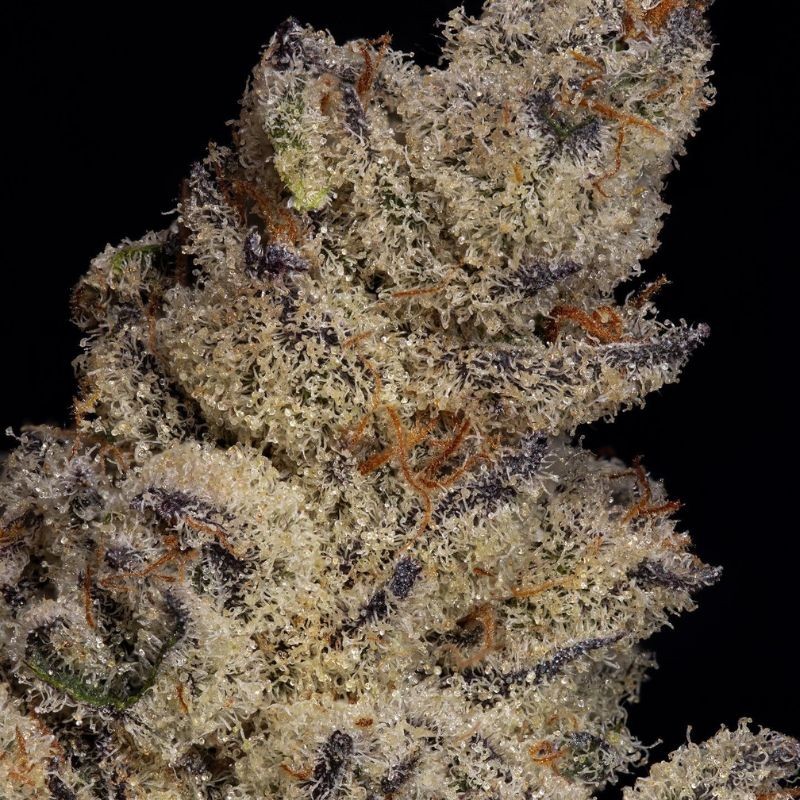 Nasiona marihuany Super THC 78 - opis odmiany konopi