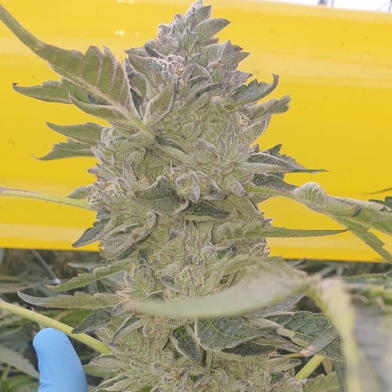 Nasiona marihuany Bellini - odmiana konopi