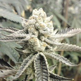 Nasiona marihuany Cherries Jubilee - odmiana konopi