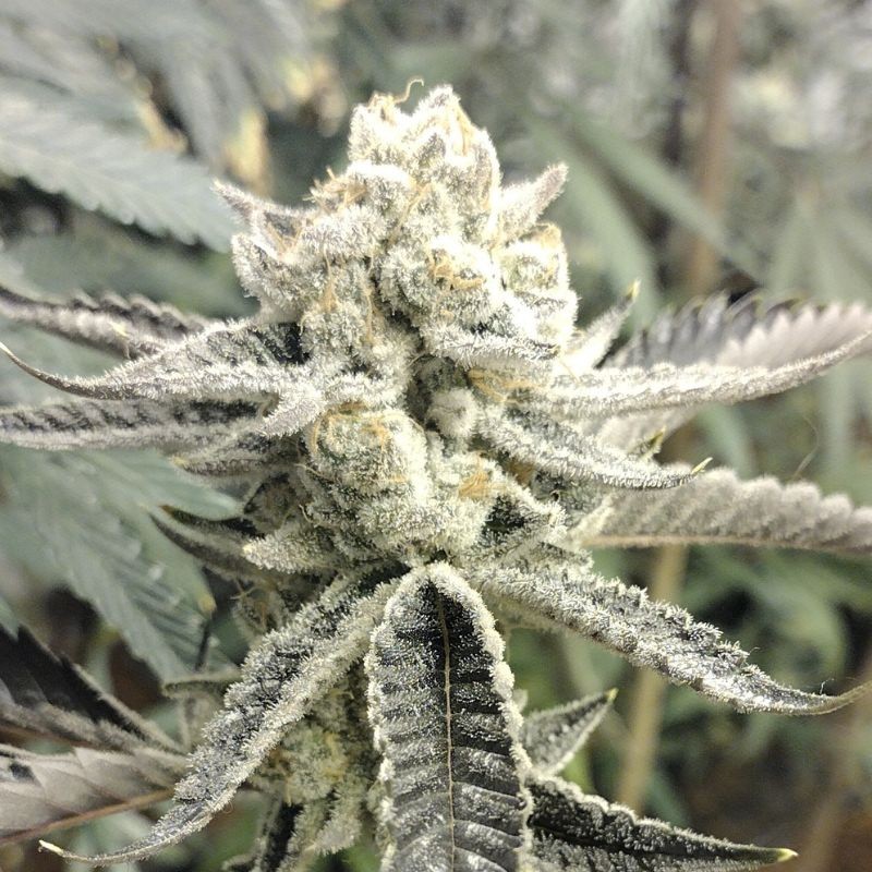 Nasiona marihuany Cherries Jubilee - odmiana konopi