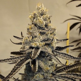 Nasiona marihuany LA Affie - opis odmiany konopi