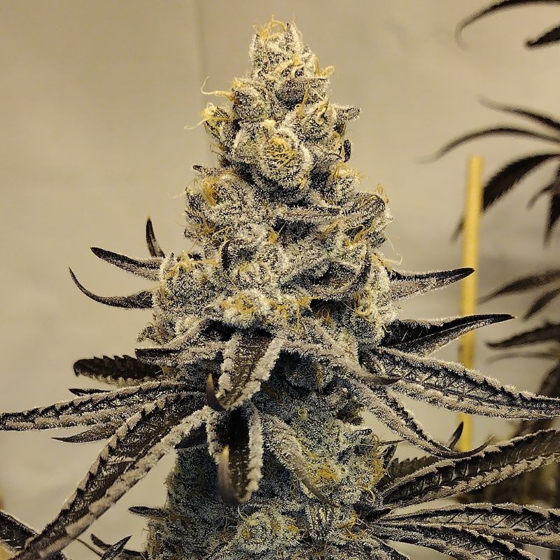 Nasiona marihuany LA Affie - opis odmiany konopi