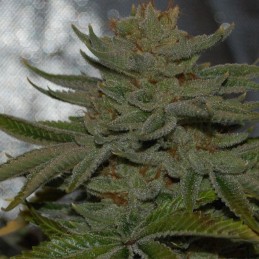 Nasiona marihuany Fruit Cup - odmiana konopi