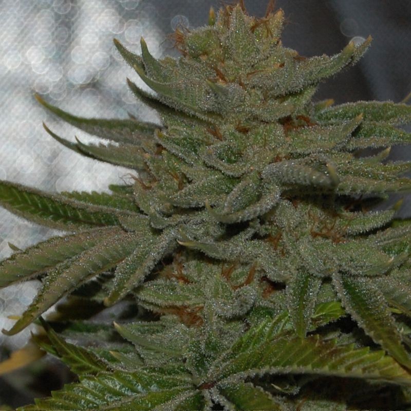 Nasiona marihuany Fruit Cup - odmiana konopi