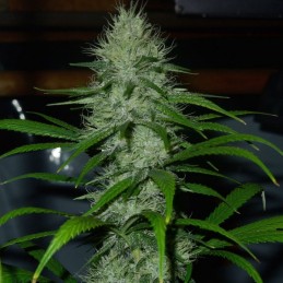 Nasiona marihuany Fruit Tree The - odmiana konopi